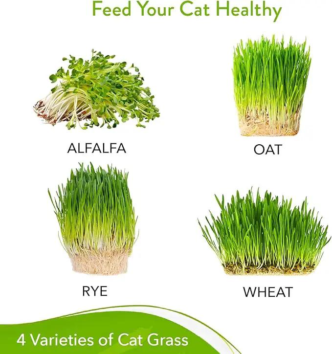 HOME GROWN Cat Grass Seed Mix – Non-GMO Oat, Alfalfa, Rye & Wheat Seeds for Cats | Indoor Pet Grass with Fast Germination | Digestive Aid, Hairball Relief & Safe Chew Alternative by GreenHaven Gardens