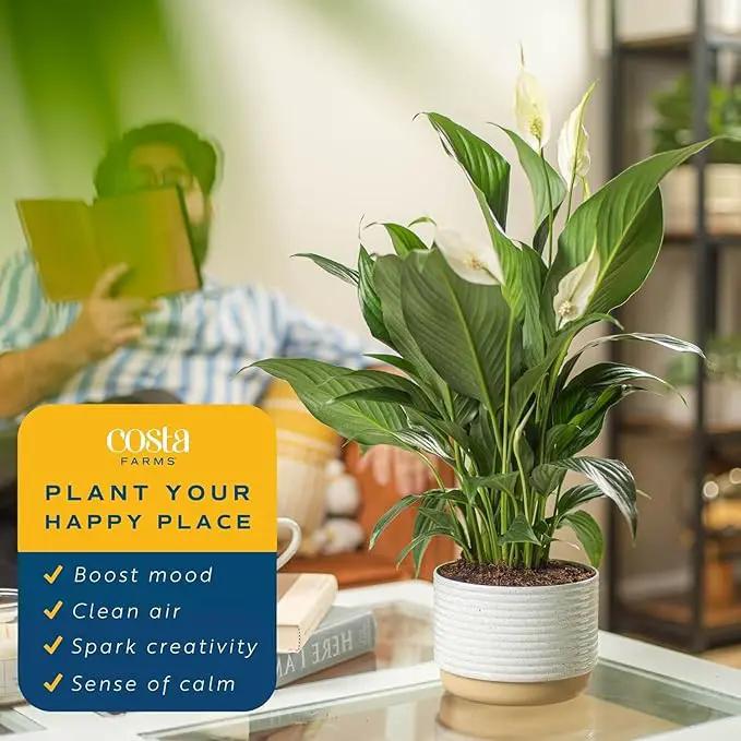 Costa Farms Peace Lily, Live Indoor Plant with Flowers, Easy to Grow Houseplant in Decorative Pot, Potting Soil, Thinking of You, Get Well Soon Gift, Room Decor, 1 Foot Tall by GreenHaven Gardens