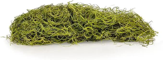 Premium Spanish Moss in Spring Green| Natural Preserved - Great Ground Cover - Filler for Potted Plants - by GARDENERA - 2 Quart Bag by GreenHaven Gardens