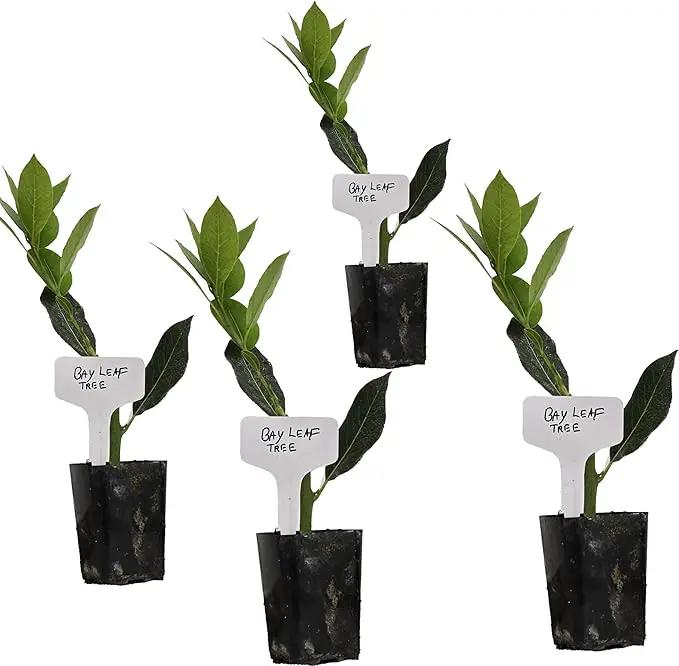 Mediterranean Bay Leaf, Bay Laurel Live Plant. Standard Variety - Laurus Nobilis. Live Plant. Fragrant, Fresh, Edible. Best for Ground Planting Outdoor. (4 Bay Laurel Plants in Cup) by GreenHaven Gardens