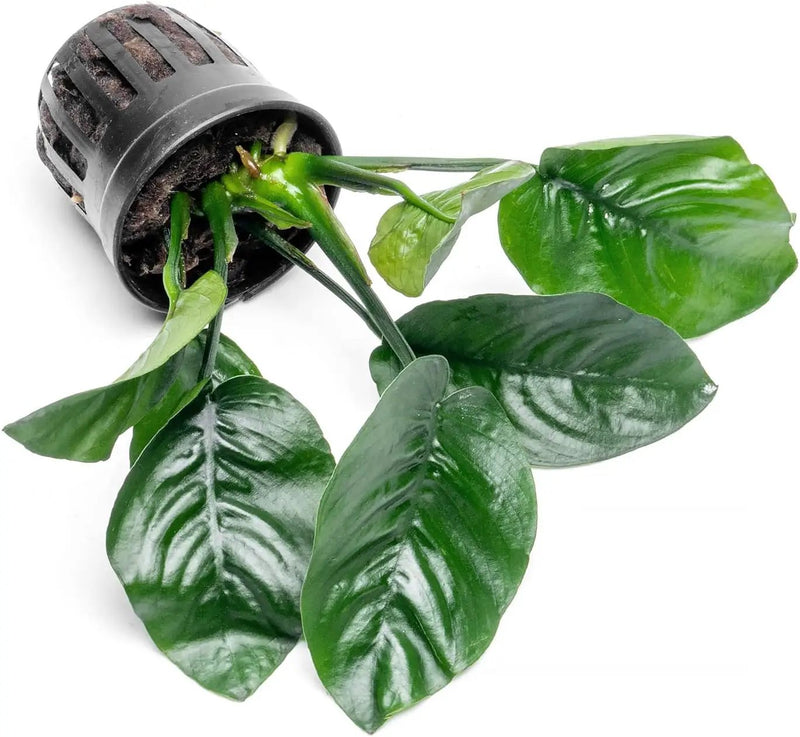 Anubias Live Aquarium Plants - Potted Freshwater Plant for Fish Tanks, Terrariums - Beginner Friendly Low Light (Barteri Butterfly, 1 Pot) by GreenHaven Gardens