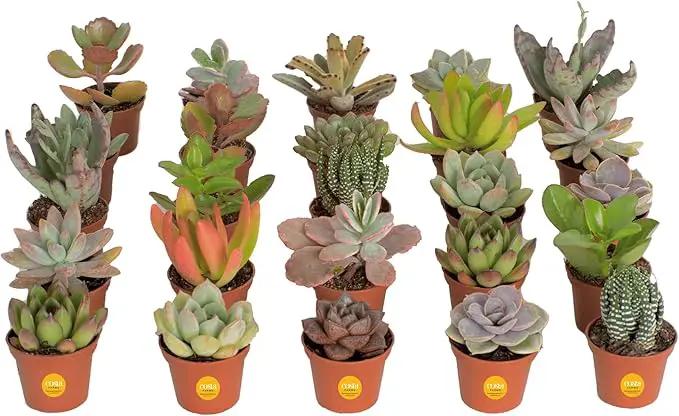 Costa Farms Succulents (25 Pack), Live Mini Succulent Plants, Grower's Choice Live House Plants, Potted in Nursery Plant Pots, Potting Soil Mix, Bulk Baby Shower, Bridal Shower Gift, DIY, Party Favors by GreenHaven Gardens