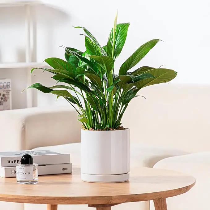 vancasso Ceramic Plant Pots, 3 Piece Planters for Indoor Plants, 4.25+5.25+6.25 Inch Flower Pots with Drainage, Plant Pots Indoor for Succulent, Pothos, Snake Plant and Money Tree, Etc (White) by GreenHaven Gardens