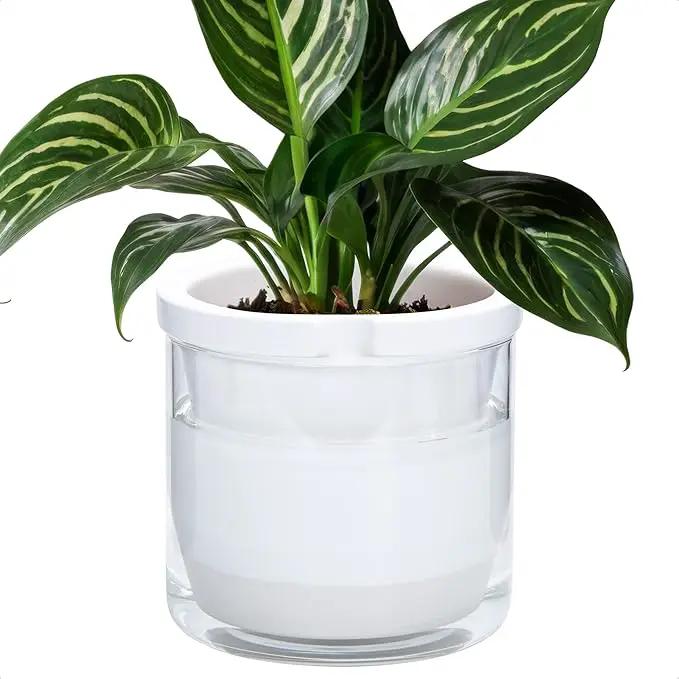 D'vine Dev 8 Inch Design Self Watering Planter for Indoor Plants, White Terracotta Pots with Cylinder Glass Cup, 37-X-C-2 by GreenHaven Gardens