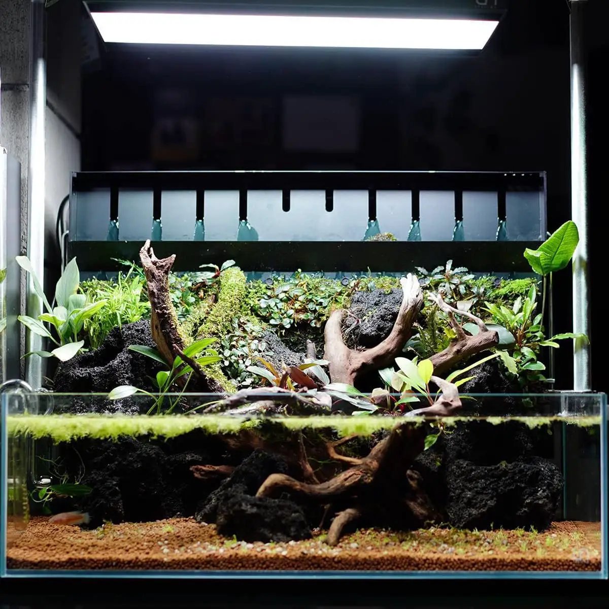 Anubias Live Aquarium Plants - Potted Freshwater Plant for Fish Tanks, Terrariums - Beginner Friendly Low Light (Congensis, 1 Pot) by GreenHaven Gardens