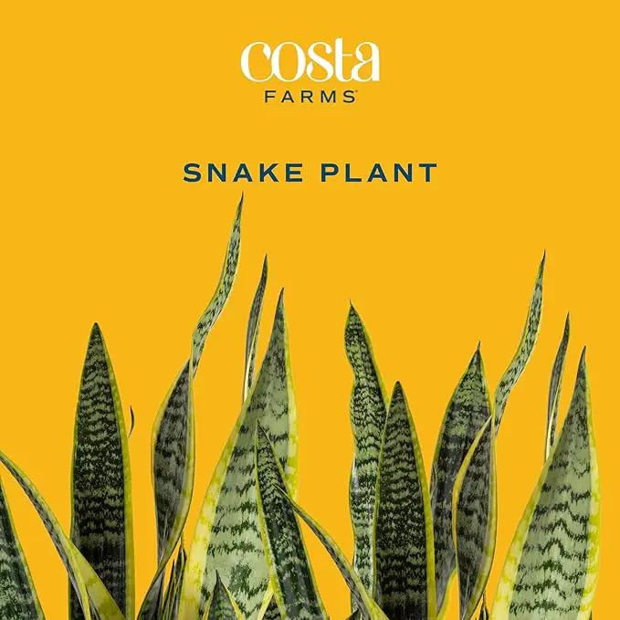 Costa Farms Live Indoor Snake Plant, Sansevieria 12-Inches Tall, Decor Planter by GreenHaven Gardens