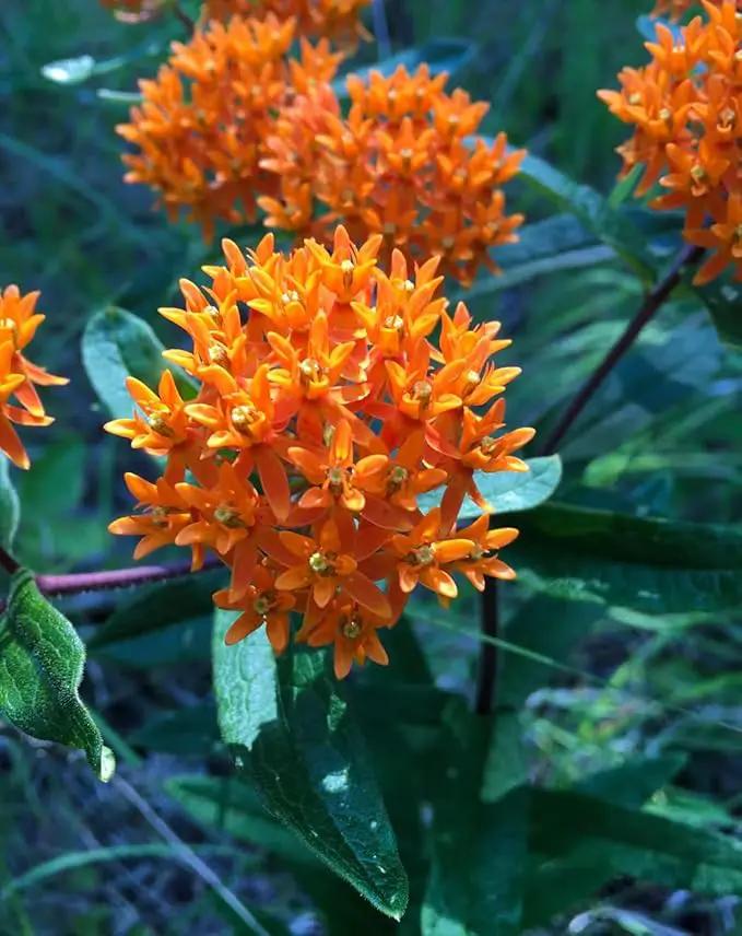 32 Live Butterfly Milkweed Plants (Asclepias tuberosa) Perennial Wildflowers from My Home Park – Individually Potted in 4” Pots – 4–8” Tall on Arrival – Not Seeds – Blooms in Mid-Summer – Zones 4-8 by GreenHaven Gardens