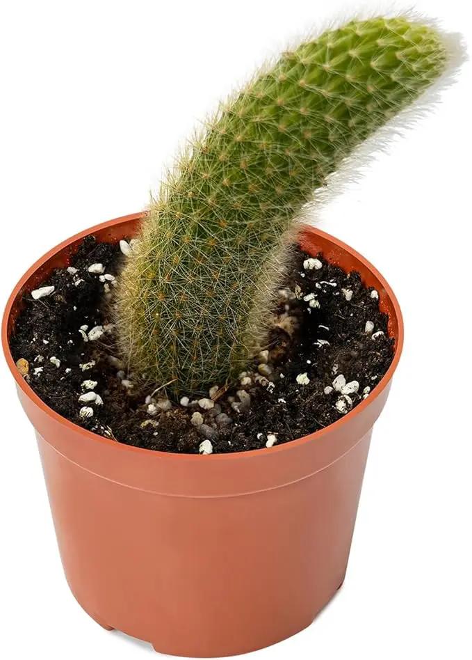 Rare Cactus Plants, 4" Monkey Tail Cactus, Live Succulent Cacti Plants Fully Rooted in Grower Pots, Easy Care House Plant, Unique Gift by GreenHaven Gardens