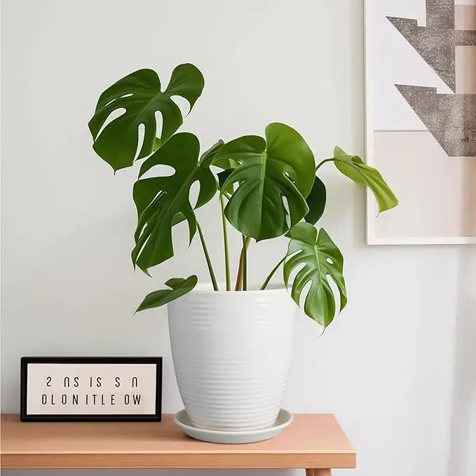 8 Inch Ceramic Planter Pot Round Plant Pot with Drainage Hole and Saucer Modern Flower Pot for Indoor Outdoor Plants White by GreenHaven Gardens
