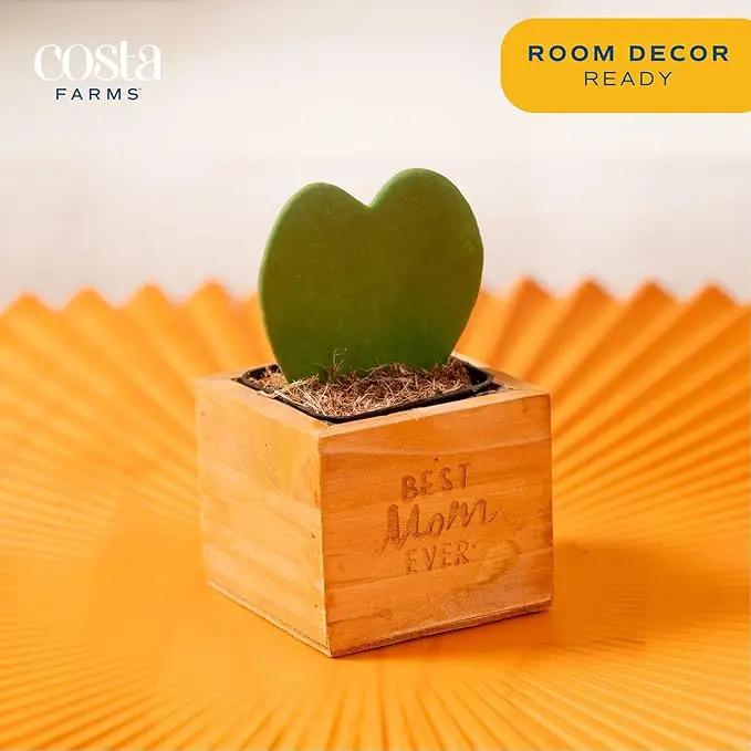 Costa Farms Live Indoor Plant Hoya Heart, Easy to Grow Succulent-Like Houseplant in Cute Decor Planter, Housewarming Gift, Office or Room Decor, 5-Inches Tall by GreenHaven Gardens