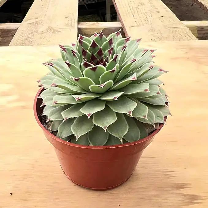 4-inch Succulent Sempervivum calcareum, Live Succulents Plants Fully Rooted in Pots with Soil, Easy-Care House Plants for DIY, Home Office Decoration by GreenHaven Gardens