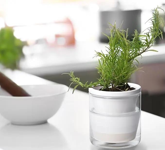 D'vine Dev 4 Inch Design Self Watering Planter for Indoor Plants, White Terracotta Pots with Cylinder Glass Cup, 37-X-A-2 by GreenHaven Gardens