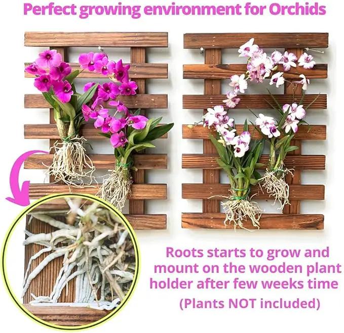 ShopLaLa Wall Planter - 2 Pack Wooden Orchid Planter Frame Display Outdoor Plants, Wall Mount Air Plants Succulent Holder Hanger, Vertical Garden Plant Wall Decor Macetas para Orquideas 15.7" (40cm) by GreenHaven Gardens