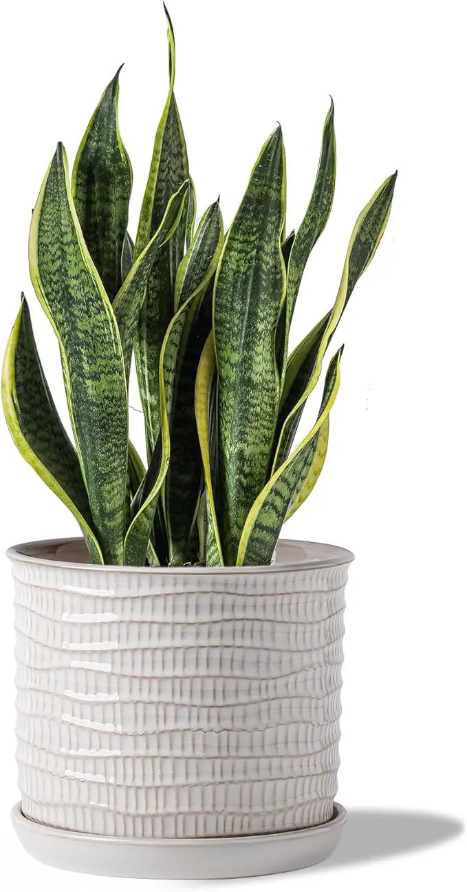 8 Inch Plant Pot: Ceramic Planter with Drainage Hole & Saucer - Cream White Flowerpot for Indoor & Outdoor Plants - with Separate Tray for Home & Office - Wave Embossed Design by GreenHaven Gardens
