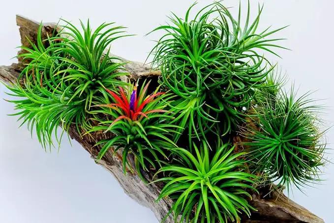 8 Air Plants, Tillandsia Air Plants Live Houseplants for Garden, Red Lonantha Tillandsia Plant, Air Plant by GreenHaven Gardens