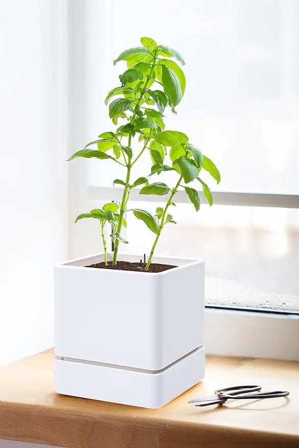 4 Inch Herb Planter Pot, Plastic Planter with Drainage Holes and Saucer, Modern Decorative Gardening Pot for Indoor Plants, Flowers, Herbs, Succulents, White, Set of 1, 76-Y-A-1 by GreenHaven Gardens
