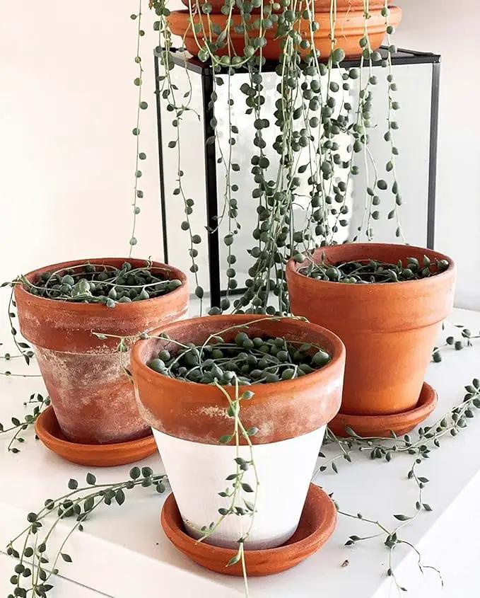 Terracotta Pots 4 inch, Pack of 12 Clay Pots for Plants, Small Terracotta Pots with Drainage Holes and Saucers, Mini Nursery Plant Pots for Succulents, Cactus, Indoor,Outdoor by GreenHaven Gardens