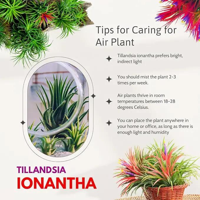 Red Tillandsia Air Plants Live, Set 20 Live Plant, Tillandsia Plants, Succulents Plant Live, Indoor and Outdoor House Plant by GreenHaven Gardens