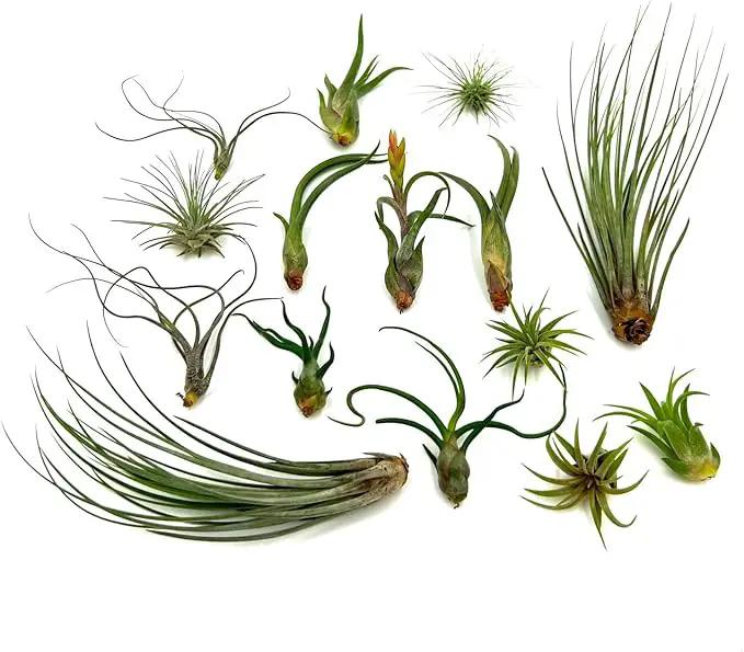 Live Air Plants - Tillandsia Variety, Regular 1-3" - 15ct - Live Arrival Guaranteed, House Plants for Home Decor & Gift by GreenHaven Gardens