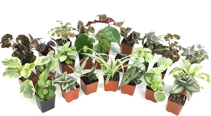 Altman Plants Live Houseplants (12PK), Indoor Plants for Delivery Prime, Live Plants and Gardening Gifts for Plant Lovers, Planters for Indoor Plants with Potting Soil, Live House Plants Indoors Live by GreenHaven Gardens