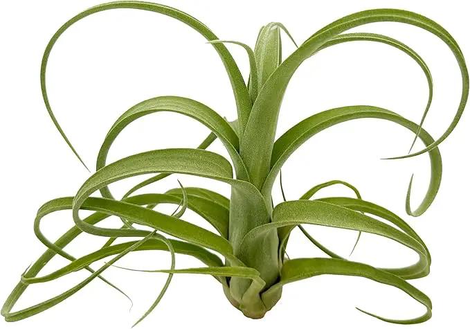 Live Air Plants - Tillandsia Curly Slim Jumbo – 1 Count 5-9 inches – Ideal for Gifts & Presents, Live Indoor Plants & Live House-Plants – Live Plants for Home décor, 30 Day Guarantee by GreenHaven Gardens