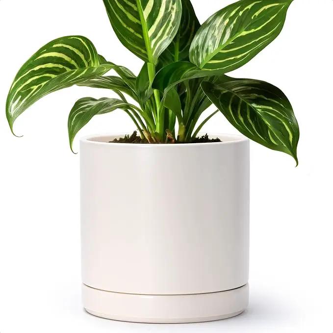 D'vine Dev 8 Inch Ceramic Planter Pot with Drainage Hole and Saucer, Indoor Cylinder Round Planter Pot, Oatmeal, 94-O-D-8 by GreenHaven Gardens