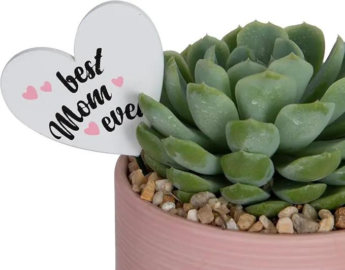 Costa Farms Live Succulent Plant, Easy to Grow Echeveria, Potted Houseplant in Decor Plant Pot, Everyday Gift for Mom, For Wife, From Daughter, Son, Room or Home Decor, 6-Inches Tall by GreenHaven Gardens