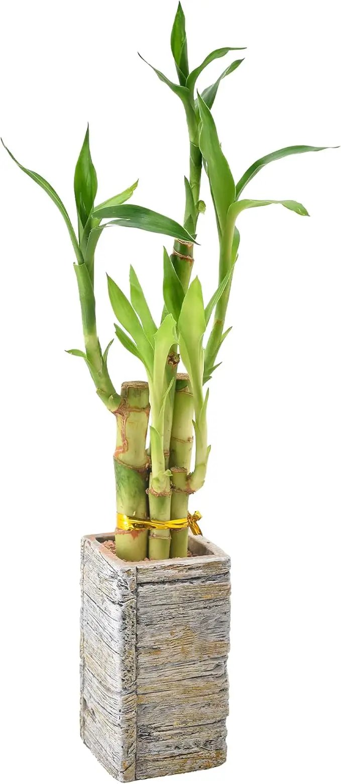5-Stem Lucky Bamboo, Live Indoor Plant in Aged Wood Planter for Home, Work, or Gift, Light ***Cannot Ship to Hawaii** by GreenHaven Gardens