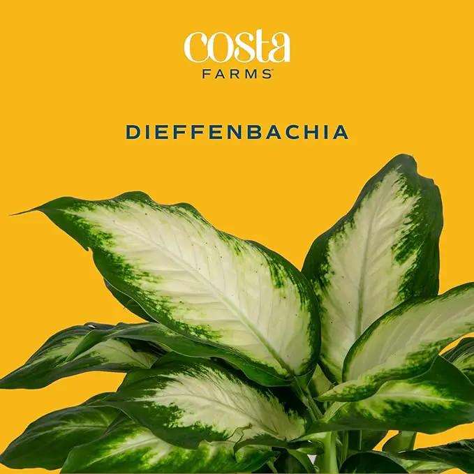 Costa Farms Dieffenbachia, Live Indoor Plant in Décor Plant Pot, Potted Houseplant in Potting Soil Mix, Real Plants Gift for Mom, Dad, 12-14 Inches Tall by GreenHaven Gardens