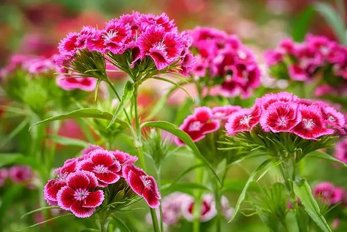 Black Duck Brand Set of 1000 Flower Seed Packets! Flower Seeds in Bulk - Best Value Seeds - Great for Classrooms, Beginner Gardeners and Kids! - Deluxe Varieties! (1000) by GreenHaven Gardens