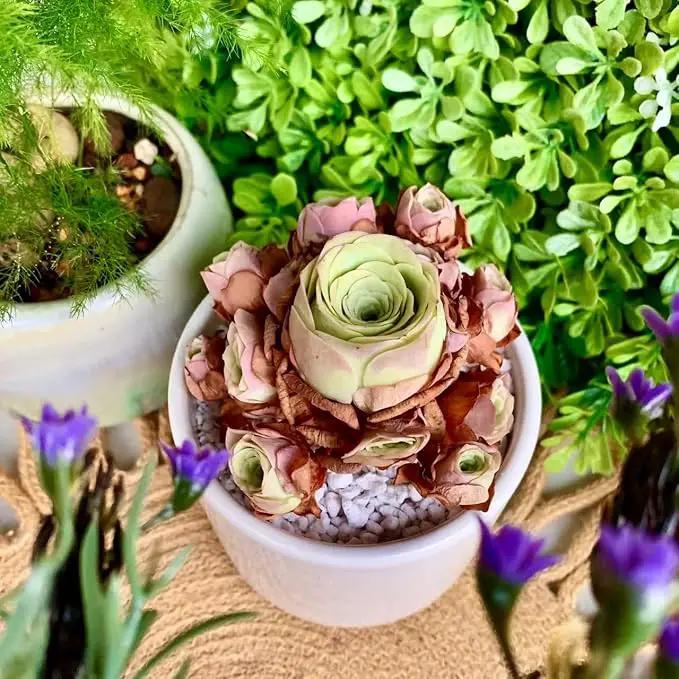 FWPP Live Succulent Plants Echeveria Mountain Rose,Mini 3 Inches Succulents Live House Plants,Bare Root Without Pot Soil,Live Plants Indoor for Gift Party Wedding Garden Baby Shower DIY Decor by GreenHaven Gardens