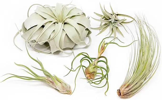 5 Pack of Large Tillandsia Air Plants - Xerographica, Juncea, Bulbosa, Caput Medusae & Harrisii- Live Succulent House Plants Availabe in Wholesale and Bulk - Easy Care Indoor and Outdoor Plant by GreenHaven Gardens