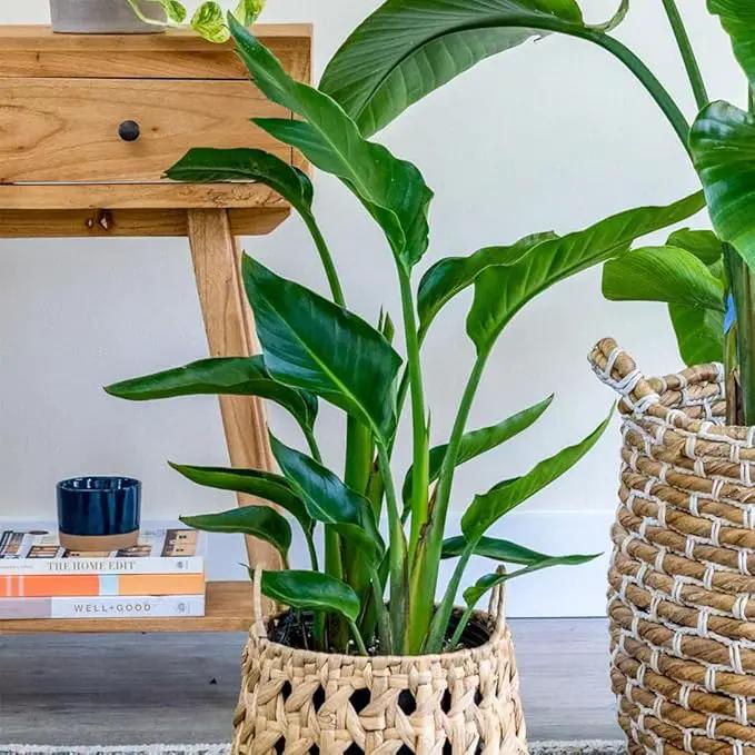 Bird of Paradise - White + Orange - Strelitzia. (2 White + 2 Orange BoP Cups) by GreenHaven Gardens