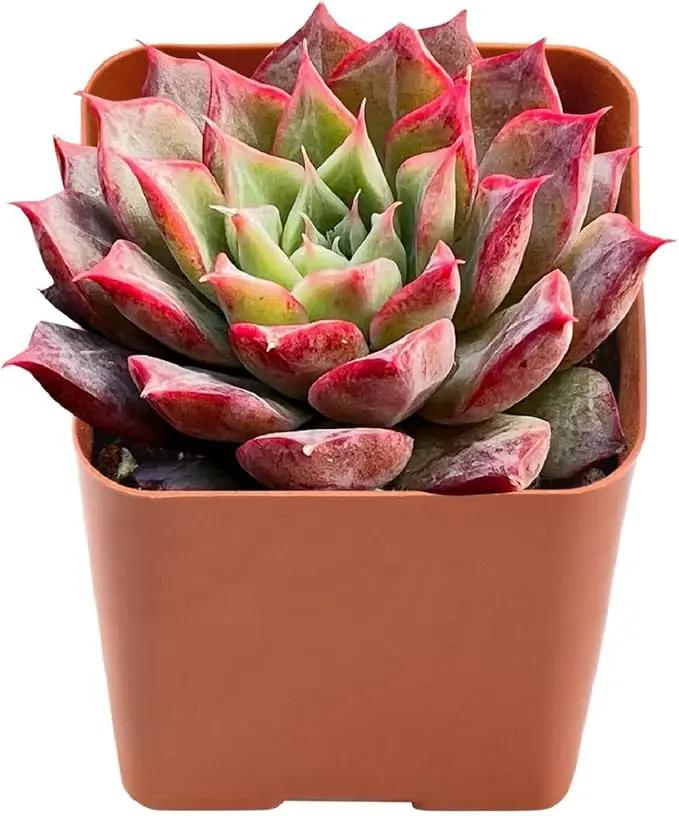 2" Rare Succulent Echeveria 'Qiandao Lake', Live Succulents Plants Fully Rooted in Grower Pots, Unique Gift for Wedding Favor, Party Favor by GreenHaven Gardens
