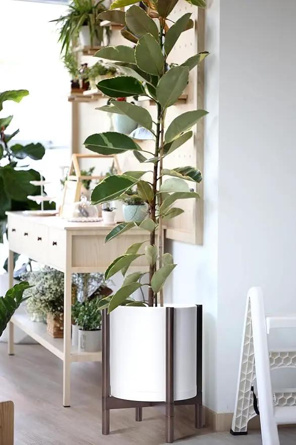 D'vine Dev Planter with Stand - 12 Inch Plastic Cylinder Flower Pot with Wood Holder for Indoor, Matte White Pot + Walnut Color Stand, 55-C-O-1 by GreenHaven Gardens