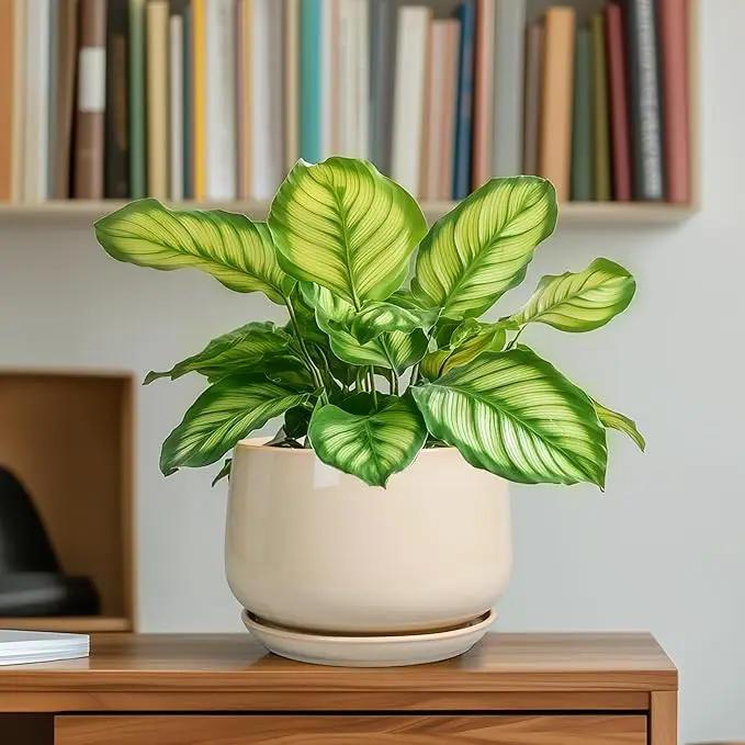 G EPGardening Ceramic Pot for Plants - 6 Inch Planter with Drainage and Ceramic Saucer, Flower Pots for Indoor Plants, Modern Outdoor Planter, Home Decor, Gift for Women Men, Beige by GreenHaven Gardens
