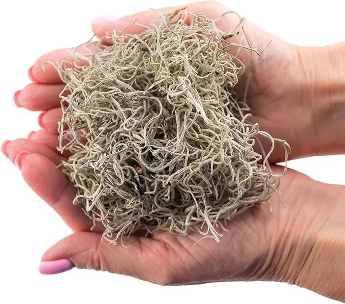 Premium Natural Spanish Moss | Natural Preserved - 10 Quart - Great Ground Cover - Filler for Potted Plants (2 Bags of 5 Quart) by GreenHaven Gardens