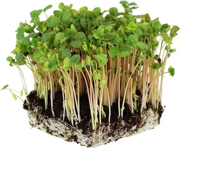 Buckwheat Seeds - 5 Lb ~60,000 Seeds - Organic, Non-GMO, Whole (Shell On) - Grow Buck Wheat Cover Crops, Microgreens, Lettuce by GreenHaven Gardens