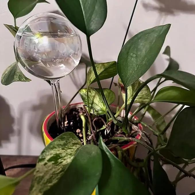 Plant Watering Globes, 6PCS Iridescent Rainbow Gradient Color Clear Glass Bulbs Self Watering Spikes Planter Insert, Automatic Plant Waterer Bulbs Devices for Various Plants by GreenHaven Gardens