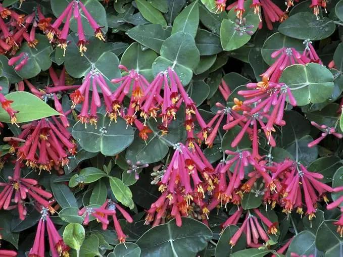 Major Wheeler Honeysuckle Vine - Perennial - Lonicera - 2.5" Pot - Fragrant by GreenHaven Gardens