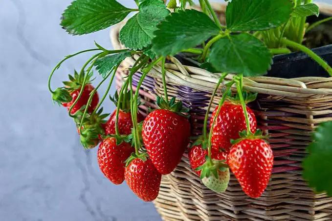 Strawberry Premium Potting Soil Mix - Ideal Blend for Growing Robust and Flavorful Strawberries - 20 Quart by GreenHaven Gardens