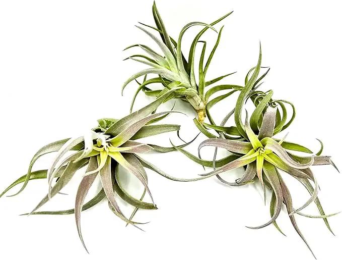 Air Plants - Tillandsia Cacticola, Jumbo 6-9" - 3ct - Live Arrival Guaranteed - House Plants for Home Decor & Gift by GreenHaven Gardens