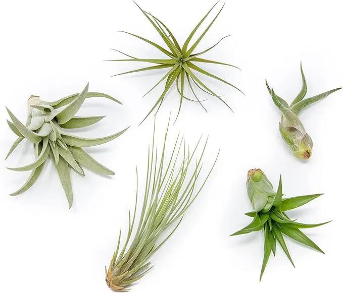 5 Pack of Classic Air Plants Variety - Live Succulent House Plants - Available in Wholesale and Bulk - Home and Garden Decor - Easy Care Indoor/Outdoor Air Plant by GreenHaven Gardens