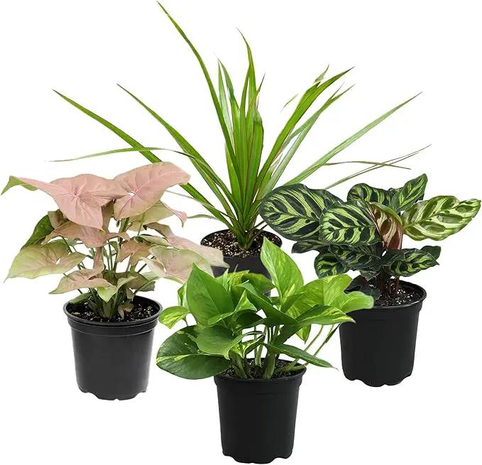 Essential Houseplant Collection (4PK) Live Plants Indoor Plants Live Houseplants in Plant Pots, Easy House Plants Indoors Live, Snake Plant, Pothos in Potting Soil, Clean Air Plants by Plants for Pets by GreenHaven Gardens