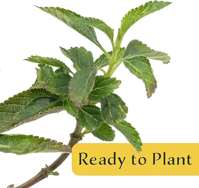 12 Dallas Red Lantana | Live Plants in 2.5-inch Nursery Cubes | Lantana Camara 'Dallas Red' Variety | Hardy Evergreen Perennial Shrub | Fiery Vibrant Blooms for Home & Garden