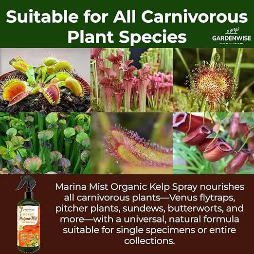 100% Organic Marina Mist Carnivorous Plant Food | Liquid Kelp Foliar Spray for Plants - Kelp Fertilizer for Venus Flytraps, Sundew, Butterworts, Pitcher Plants 8 Oz by GreenHaven Gardens