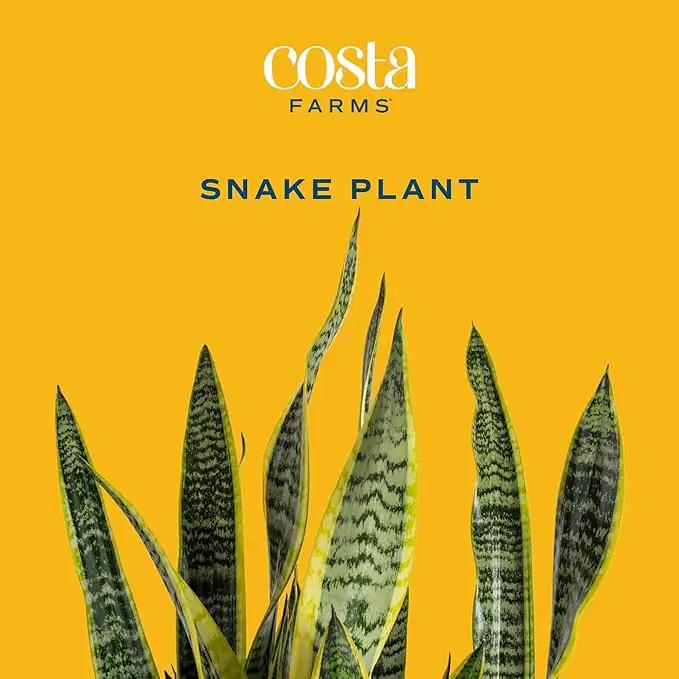 Costa Farms Live Snake Plant, Sansevieria, Easy Care House Plant in Modern Decor Pot, Houseplant in Potting Soil Mix, Succulent Plant Gift for Housewarming, Office and Home Decor, 2-3 Feet Tall by GreenHaven Gardens