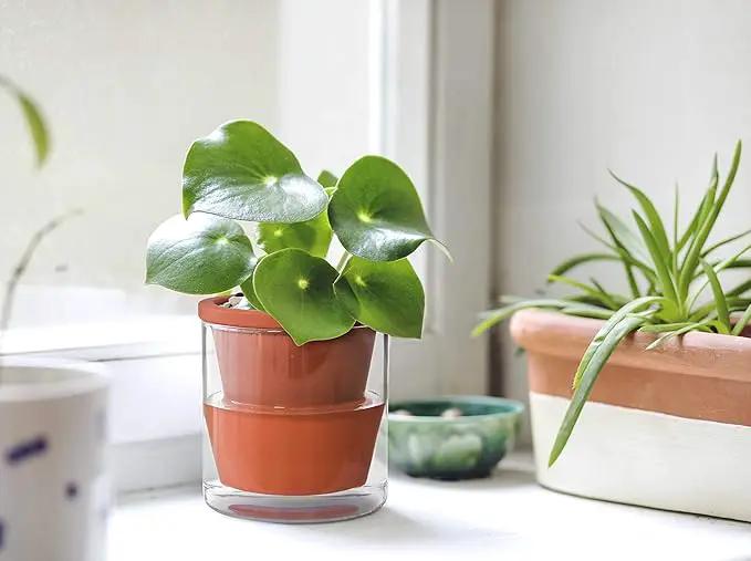 D'vine Dev 4 Inch Design Self Watering Pot for Indoor Plants, Terracotta Planter with Cylinder Glass Cup, 37-X-A-1 by GreenHaven Gardens