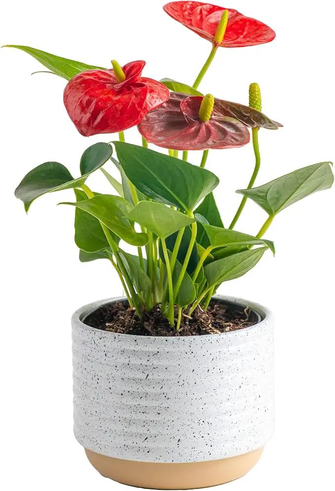 Costa Farms Anthurium, Live Indoor House Plant with Red Flowers, Easy Care Plant in Modern Plant Pot, 12-Inches Tall | Valentines Day Gift | Valentines Day Decoration by GreenHaven Gardens