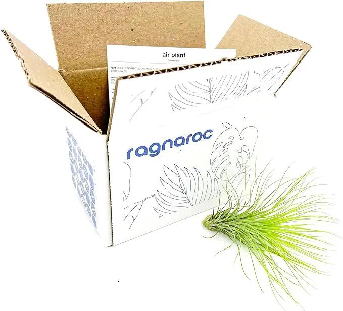 Air Plants - Tillandsia Andreana, Large 4-6" - 1ct - Live Arrival Gauranteed - House Plants for Home Decor & Gift by GreenHaven Gardens